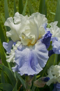 Garden Photos - Presby Memorial Iris Gardens