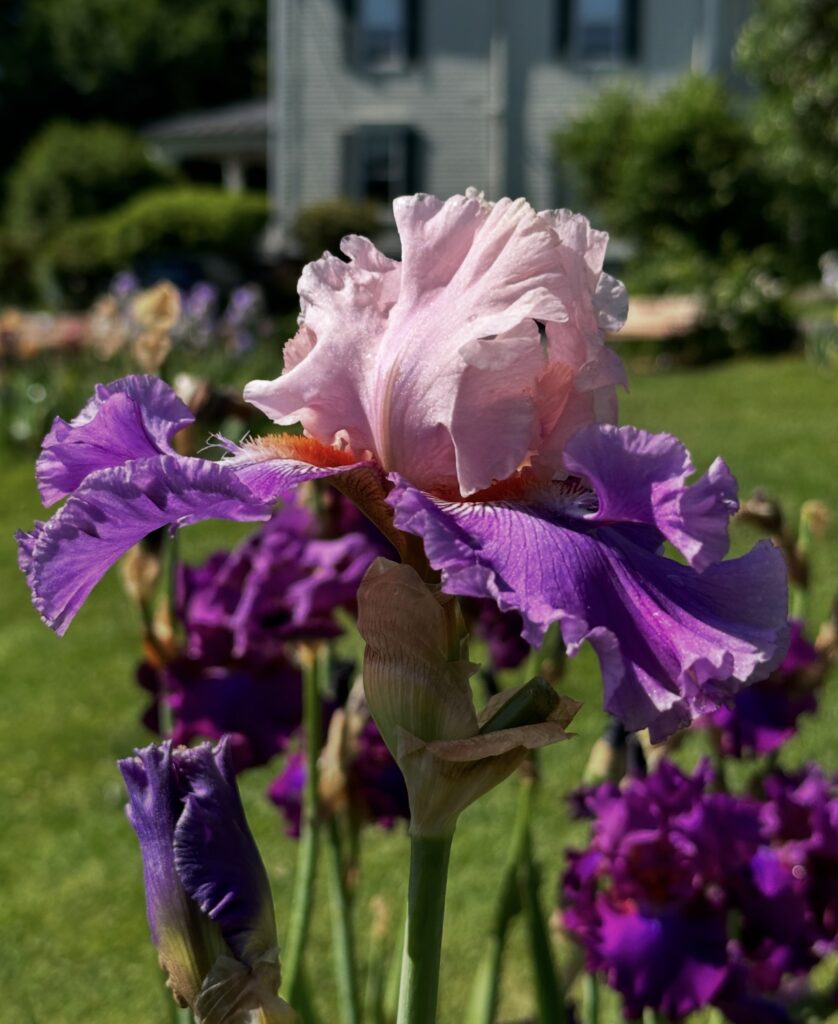 Close up picture of pink blooming flower on opening day